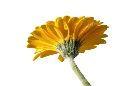 Gelbe Gerbera