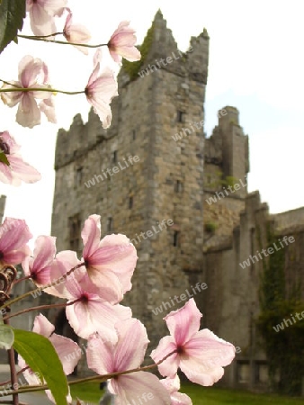 Ruine bei Dublin