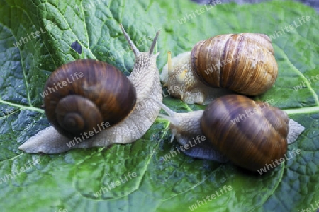 Weinbergschnecke