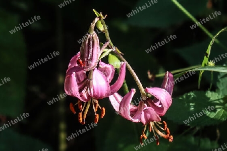 Türkenbundlilie, Martagon Lily