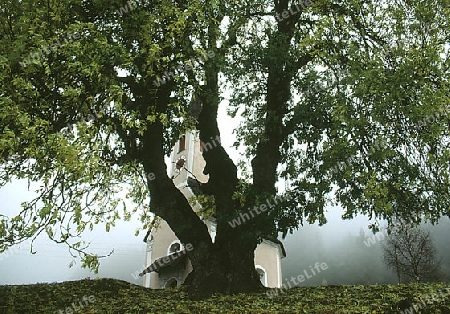 alter baum mit kapelle