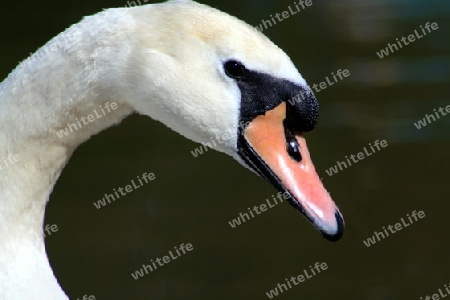 kopf von einem wei?en schwan