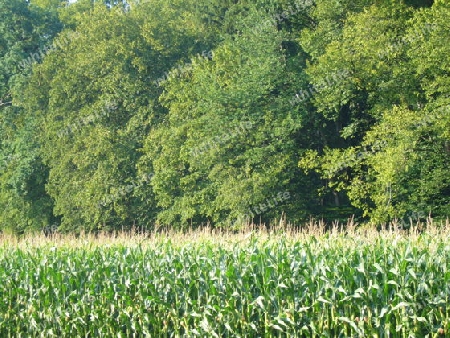 Maisfeld am Waldrand