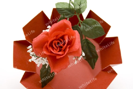 Rote Rose