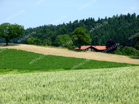 Felder und Wiesen im Sommer mit Bauernhof und Wald im Hintergrund