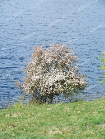 bl?hender Baum am Maar