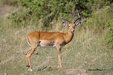 Impala , Antilope (Aepyceros melampus), Maennchen im Abendlicht der Masai Mara, Kenia, Afrika