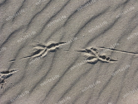 Vogelspuren im Sand