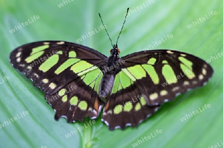 Schmetterling