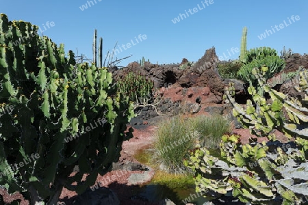 Kaktusgarten auf Lanzarote