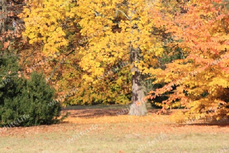 Die bunte Pracht im Park