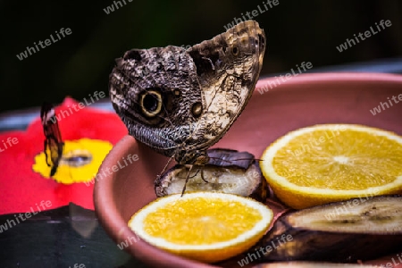 Schmetterling Orangen