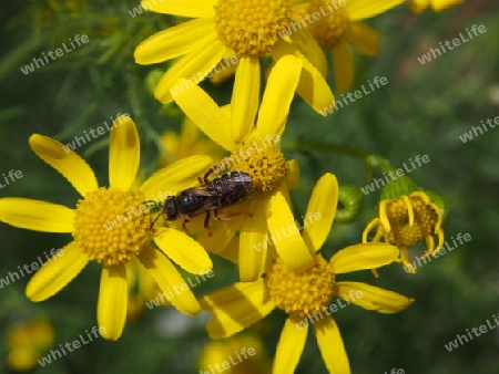 Biene auf der Blume