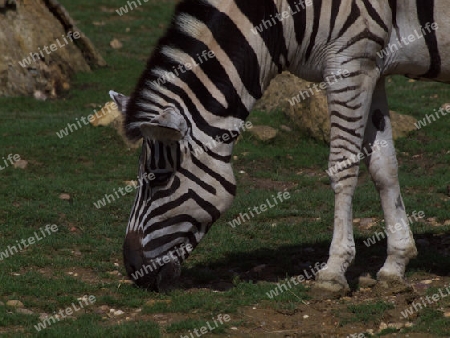 aesendes Zebra