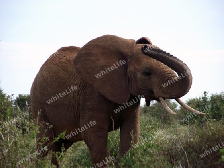 Elefant, in, Tsavo, Ost, Kenya, Kenia, Afrika