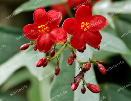 Spitzbl?ttrige Jatrophe - Jatropha integerrima