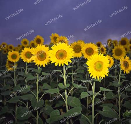 Sonnenblumen