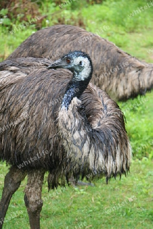 Emus