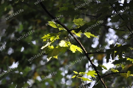 Blatt mit Sonne