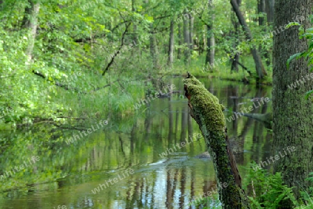 Hainbuchen im Briesetal