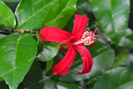 Hawaii-Hibiskus -  Hibiscus clayi