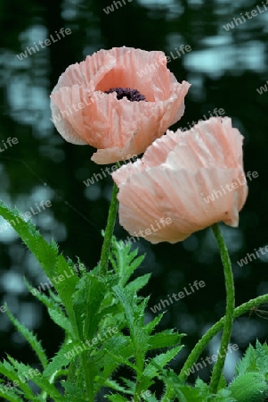 Mohn