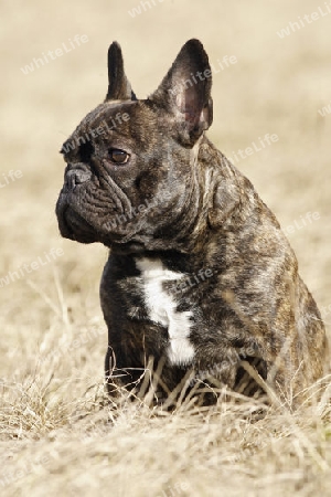 Portrait franz?sische Bulldogge