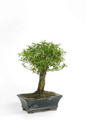 Bonsai