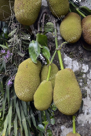 Jackfruechte an einem Baum beim Dorf Mae Hong Son im norden von Thailand in Suedostasien.