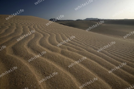 the Sanddunes of Corralejo in the north of the Island Fuerteventura on the Canary island of Spain in the Atlantic Ocean.