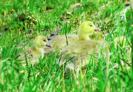 G?nsebabies im tiefen Gras auf Futtersuche                               