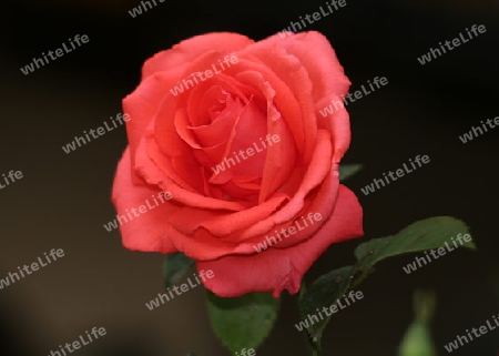 Rote Rose