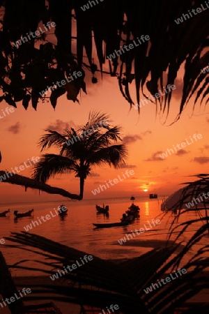 Der Strand  von Hat Sai Ri auf der Insel Ko Tao im Golf von Thailand im Suedwesten von Thailand in Suedostasien