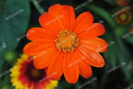 Blume Orange