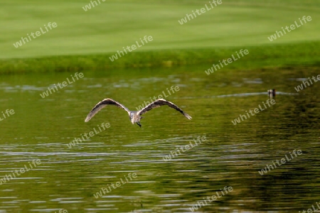 Ein Vogel