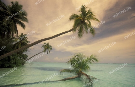 
Der Traumstrand mit Palmen und weissem Sand an der Insel Velavaru im Southmale Atoll auf den Inseln der Malediven im Indischen Ozean.   