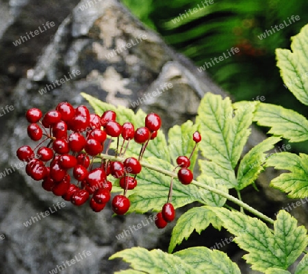 red fruits