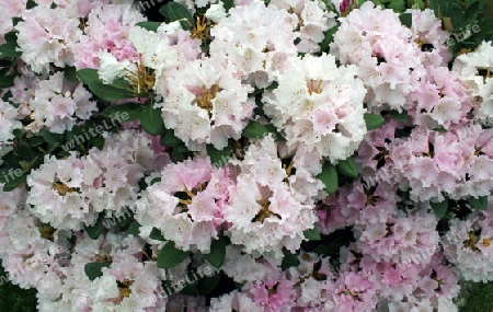 Rhododendron