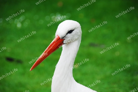 Wei?storch