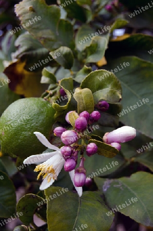 Zitronenbl?te und unreife Frucht