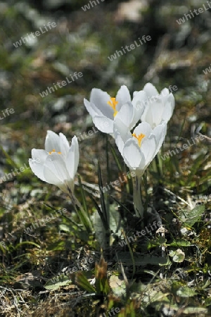 Krokusse, weiss