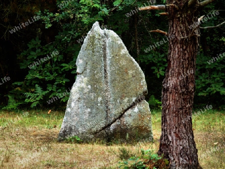 Menihr mit Gesicht auf Waldlichtung