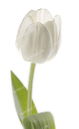 tulpe1