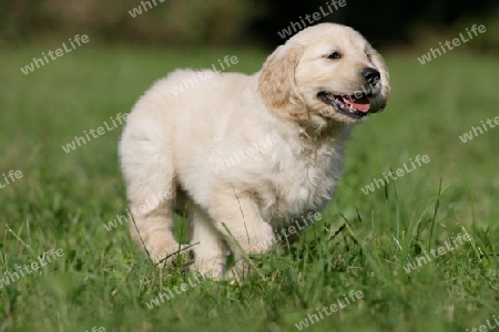 rennender Golden Retriever Welpe