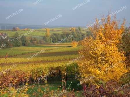 Herbst in der Pfalz