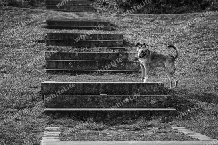 Hund auf der Treppe