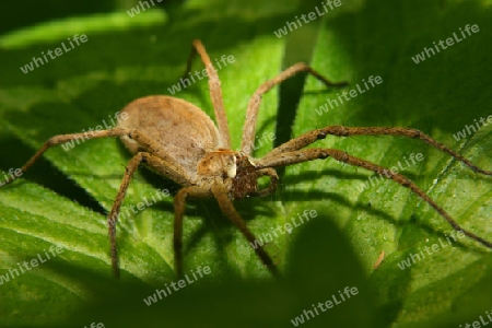 Listspinne (Pisaura mirabilis)