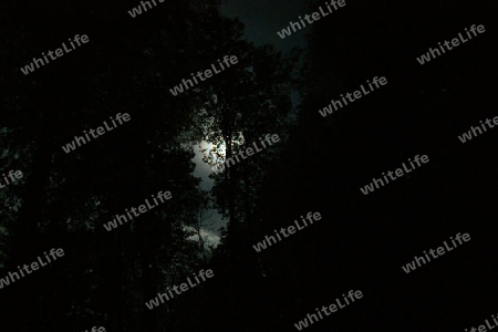 vollmond im wald