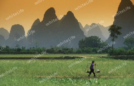 the landscape at the Li River near Yangshou near the city of  Guilin in the Province of Guangxi in china in east asia. 