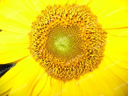 Sonnenblume